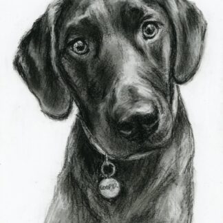 Pet Portrait Commission